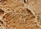 Mineral Encrusted Twig